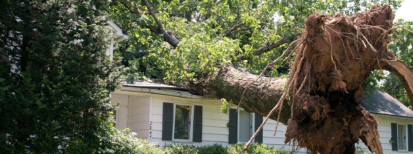 Tree that has fallen on a house