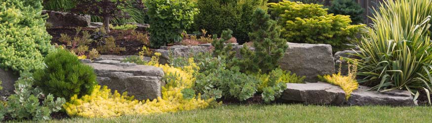 Photo of rocks and plants