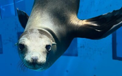 Image of a seal at the Zoo